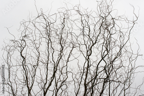 Willow tree, winter, Hamilton, Ohio photo