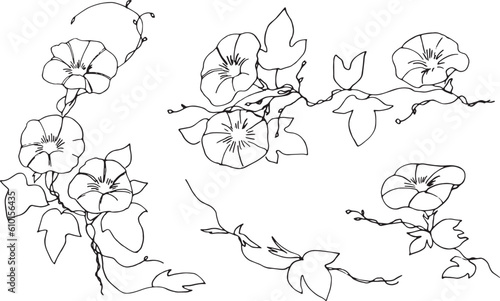 線画。夏の朝顔ベクターイラスト。アサガオのベクター背景素材。和風植物装飾イラスト。Line drawing. Summer morning glory vector illustration. Morning glory vector background. Japanese style plant decoration illustration.