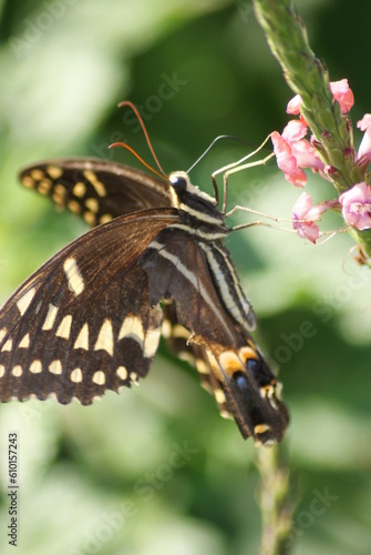Laurel Swallowtail