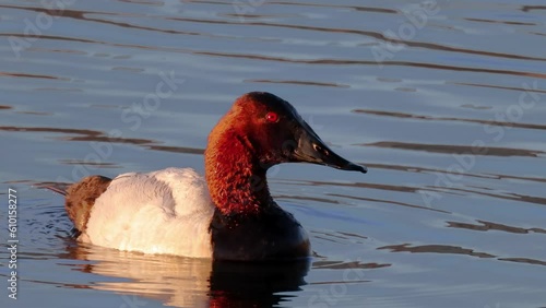 A male canvasback duck on a lake, a species of diving duck, the largest found in North America. photo