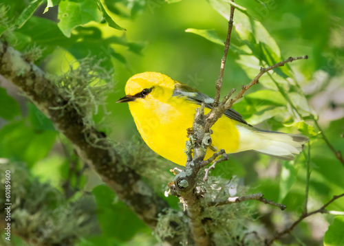 The blue-winged warbler (Vermivora cyanopter) close up photo