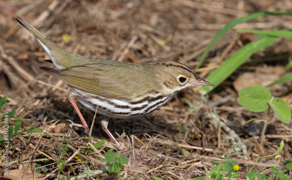 Fototapeta premium The ovenbird (Seiurus aurocapilla) feeding on the ground, Galveston, Texas