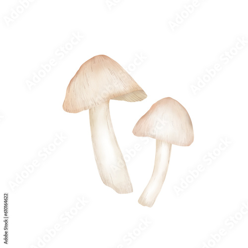 white brown mushroom illustration