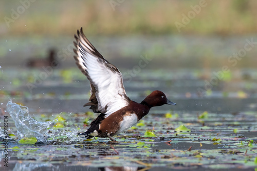 Bild auf Leinwand Ferruginous duck or Aythya nyroca observed in Gajoldaba in West Bengal, India