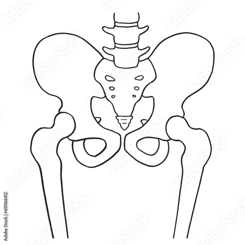 シンプルな骨盤のイラスト図