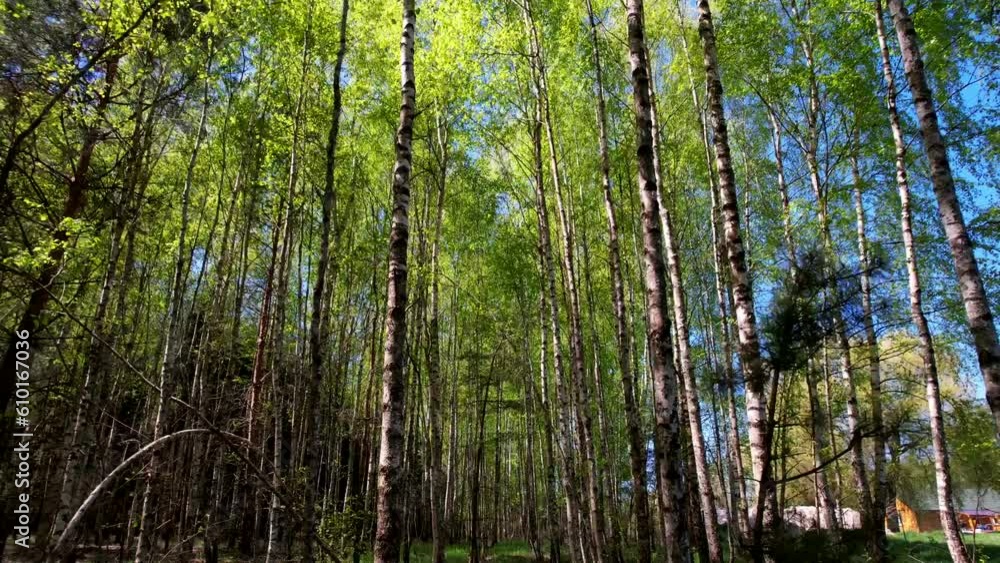 Clip looking upwards and moving through dense birch forest in springtime with dappled sunlight and fresh green leaves Clip looking upwards and moving through dense birch forest in springtime with dappled sunlight and fresh green leaves