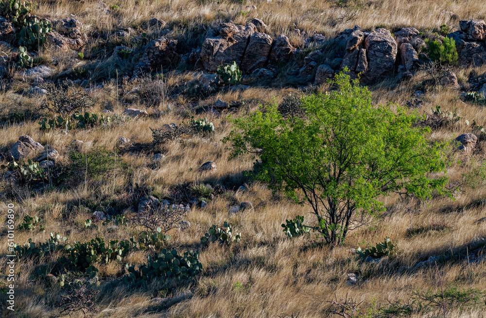 693-37  Prickly Pear and Grasses