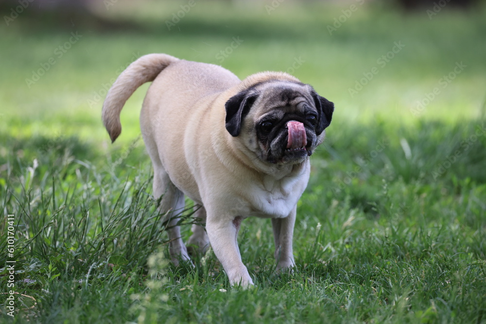 old pug licking news