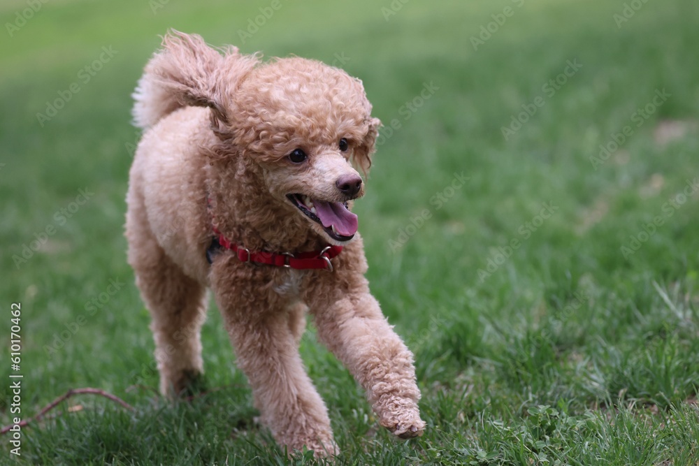 Miniature Poodle Running