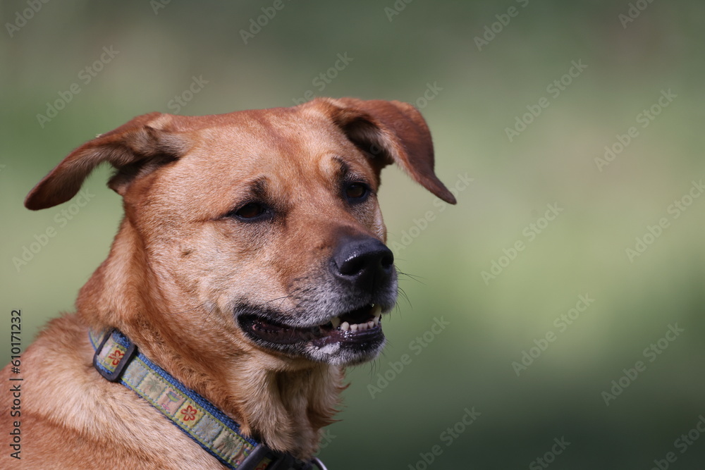 Portrait of a black mouth cur dog 