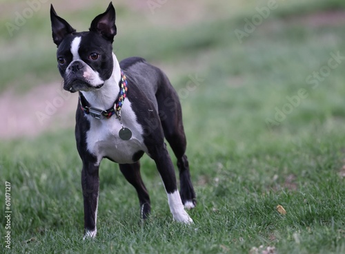 Boston terrier