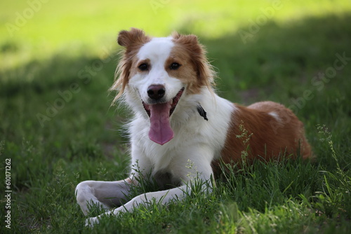 Brown and white border collie laying in the grass 