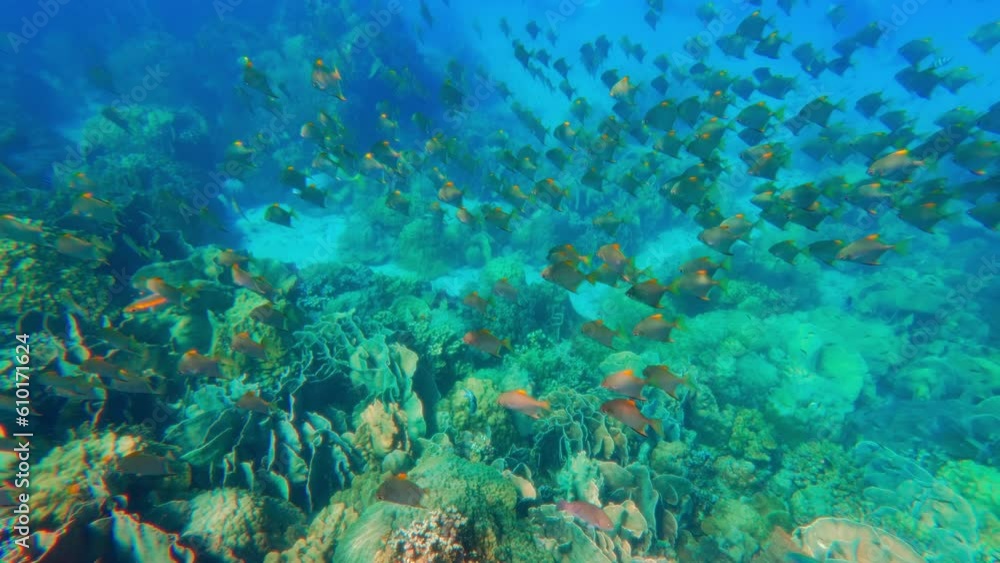 Fish Steadily Floating Underwater Fish Steadily Floating Underwater
