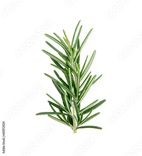 fresh rosemary isolated on transparent png