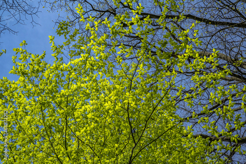 Laubblätter und Äste im Sonnenlicht, Frühling