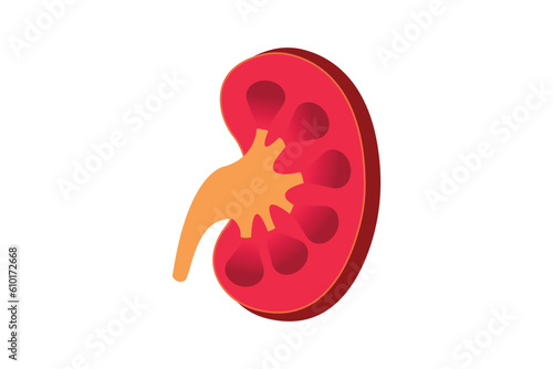 cross section of human kidney. kidney vector illustration isolated on white background. eps 10