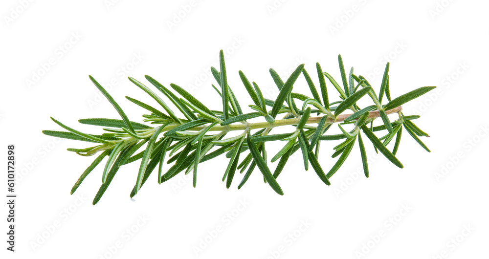 fresh rosemary isolated on transparent png fresh rosemary isolated on transparent png
