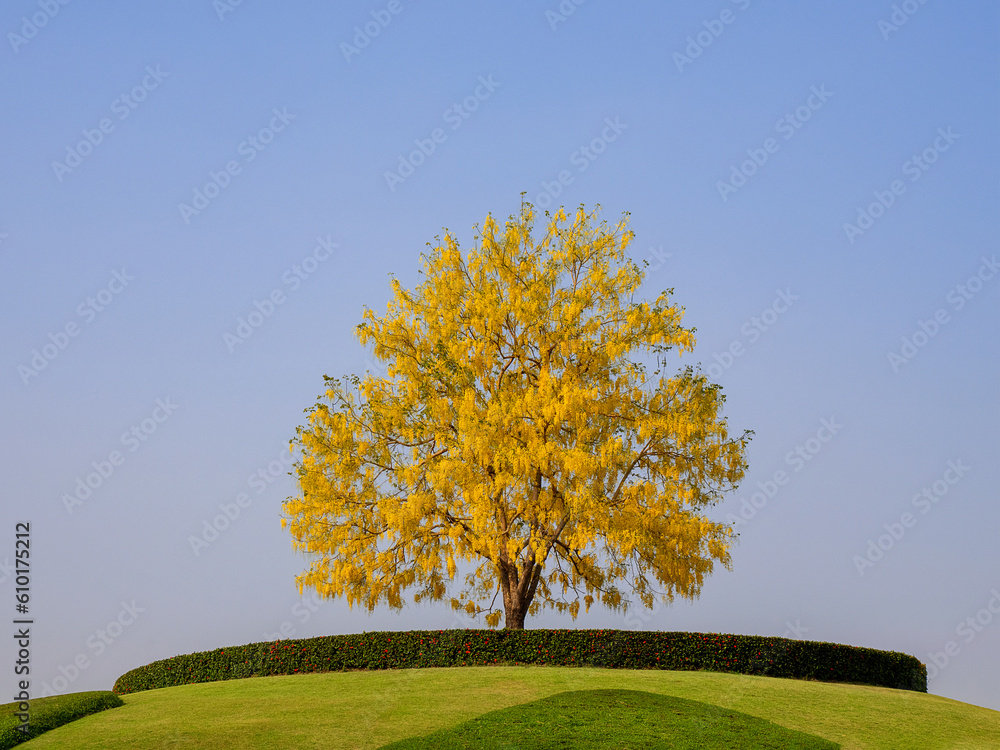 Cassia fistula) on the small hill with green grass and ornamental stones. Golden shower, purging cassia, Indian laburnum, or pudding-pipe tree. Cassia fistula) on the small hill with green grass and ornamental stones. Golden shower, purging cassia, Indian laburnum, or pudding-pipe tree.