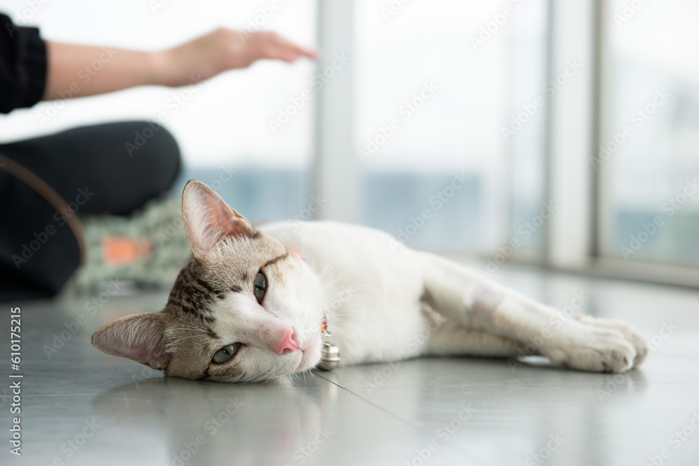 portrait of feline. petting crossbreed cat in white clean home beside hugh glass window lying down on stairs