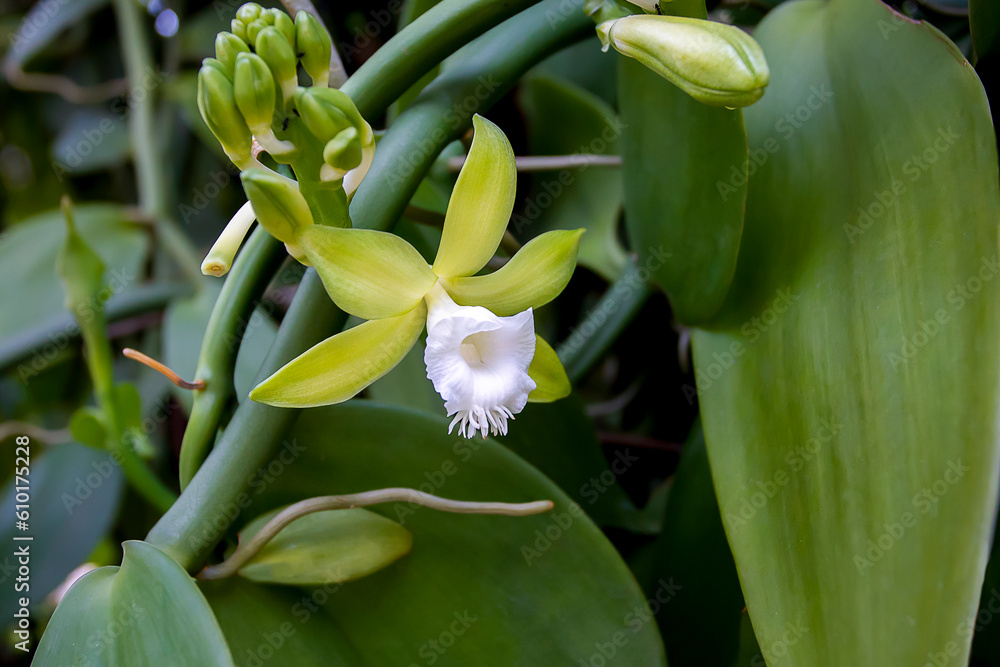 Obraz premium Vanilla flower on Tree
