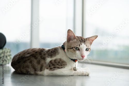 Fototapeta Naklejka Na Ścianę i Meble -  portrait of feline. petting crossbreed cat in white clean home beside hugh glass window lying down on stairs
