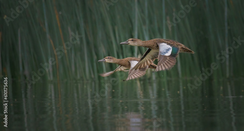A pair of blue winged teals fly together close to a reed bed