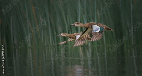 A pair of blue winged teals fly together close to a reed bed photo