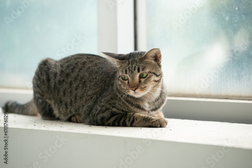 portrait of feline. petting tabby cat in white clean home beside hugh glass window lying down on stairs