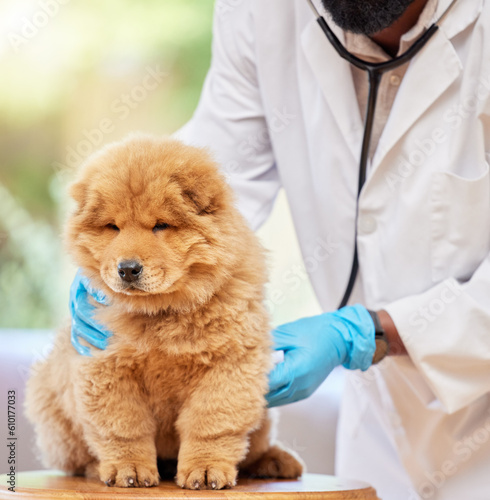 Photography Man hands, puppy health and vet for clinic, medical and animal support with gloves