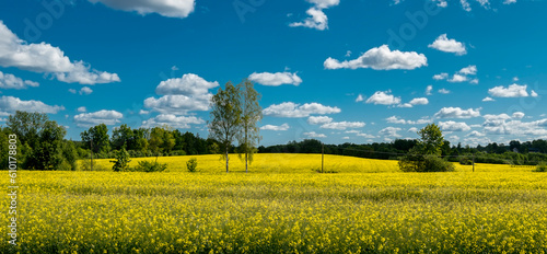Fields of rapeseed are quite common scene in Europe now, they are being grown...