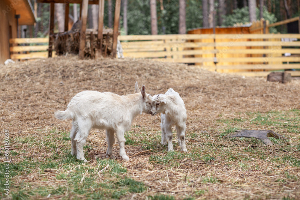 Two white little goats play with each other on the farm. Breeding goats and sheep. Housekeeping. Cute with funny. Two white little goats play with each other on the farm. Breeding goats and sheep. Housekeeping. Cute with funny.