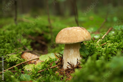 Wild Boletus mushroom growing in a forest