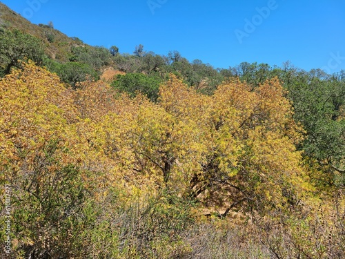 The California Buckeye drops it's leaves in the drought of summer