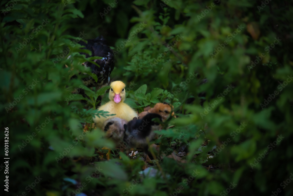 duckling and chicken