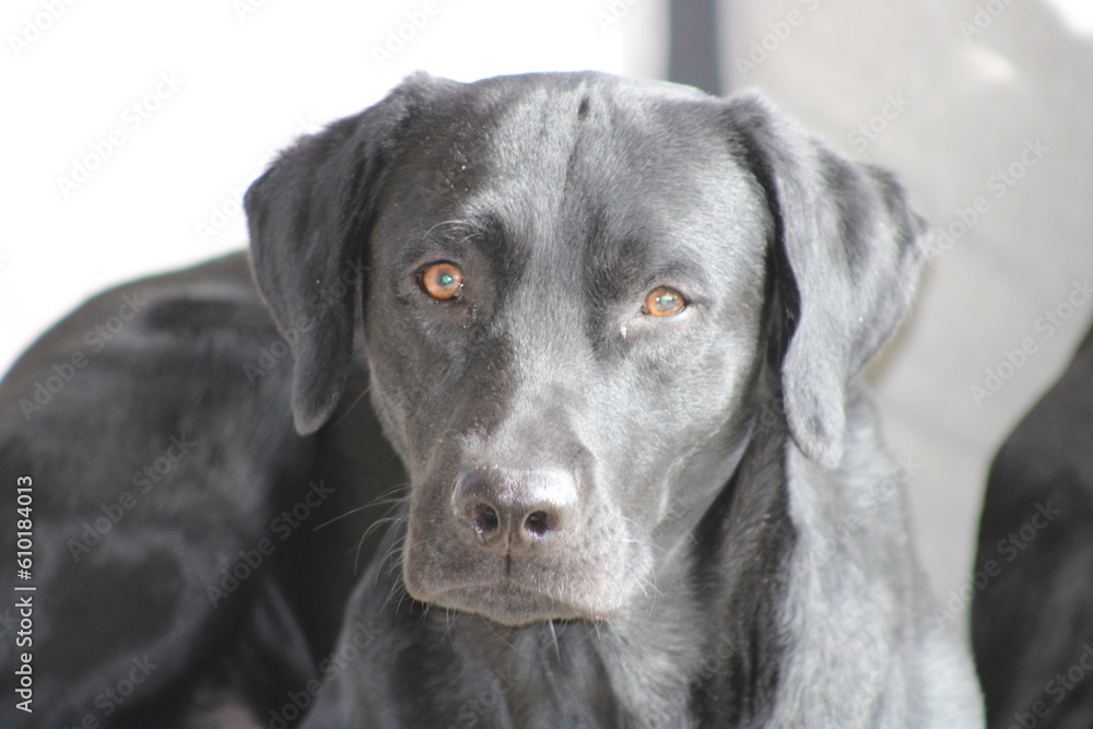 Black Lab Puppy