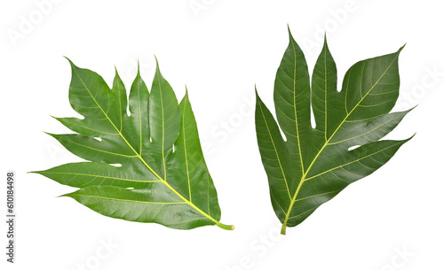 Breadfruit leaf (Artocarpus altilis) on transparent png, top view