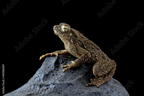 stone toad close-up on rock, limnonectes macrodon 
