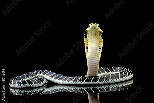 Baby king cobra isolated on black background, ophiopahus hannah