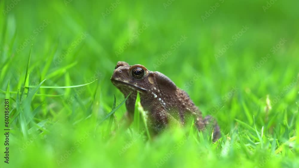 Nestled on the vibrant green grass, the Asian common toad sits serenely with its vocal sac pulsating, while a fleeting fly lands on its back, harmonizing a captivating moment of nature's rhythm. Nestled on the vibrant green grass, the Asian common toad sits serenely with its vocal sac pulsating, while a fleeting fly lands on its back, harmonizing a captivating moment of nature's rhythm.