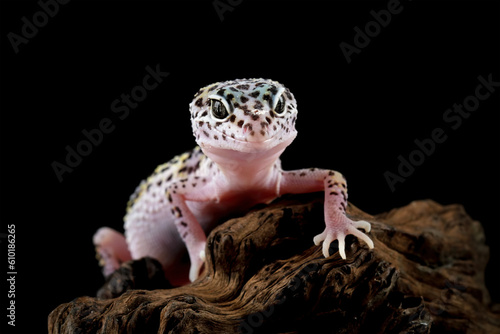 Fat-tailed geckos isolated on black background, leopard gecko lizard, eublepharis macularius	
