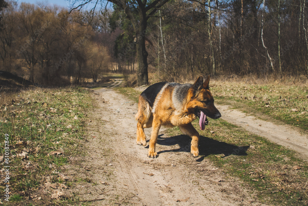 Naklejka premium threshold with a dog in the park