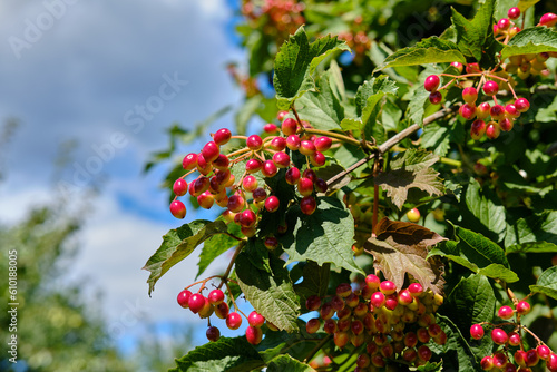 Close-up of bunches of ripening viburnum berries in summer on a sunny day against the sky