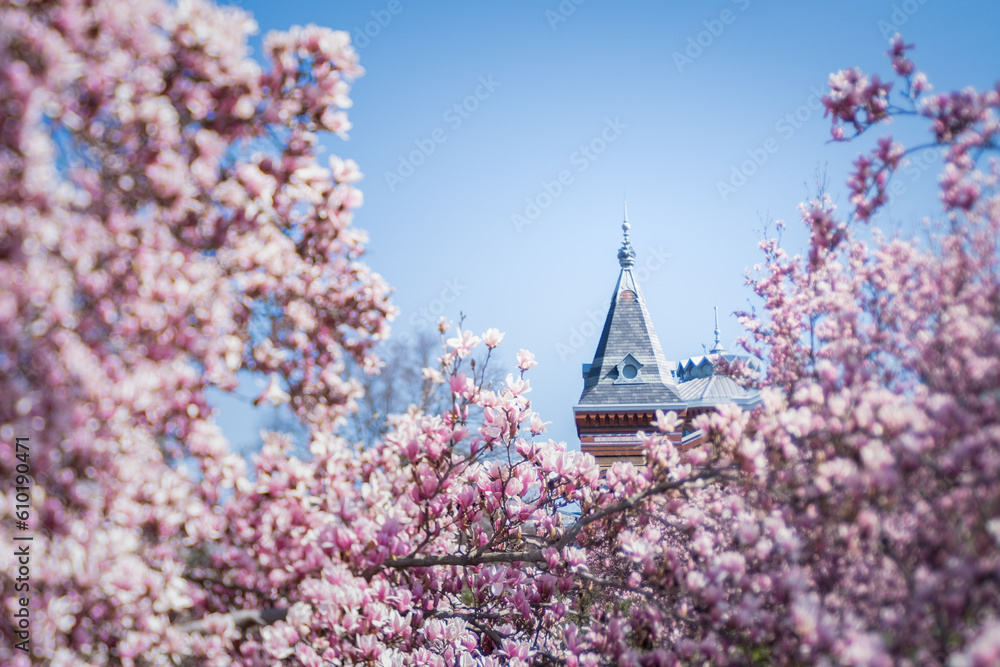 Pink magnolia blossoms framing an gothic-style building on spring day. Pink magnolia blossoms framing an gothic-style building on spring day.