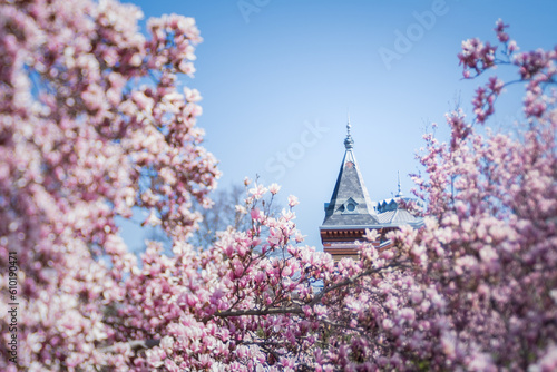 Pink magnolia blossoms framing an gothic-style building on spring day.