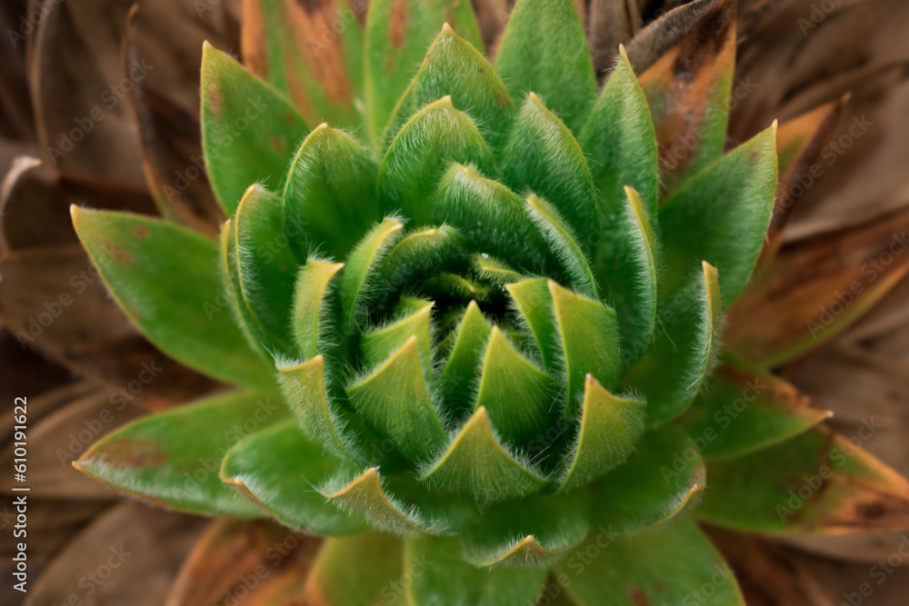 Close up of green colombian plant in paramo Close up of green colombian plant in paramo