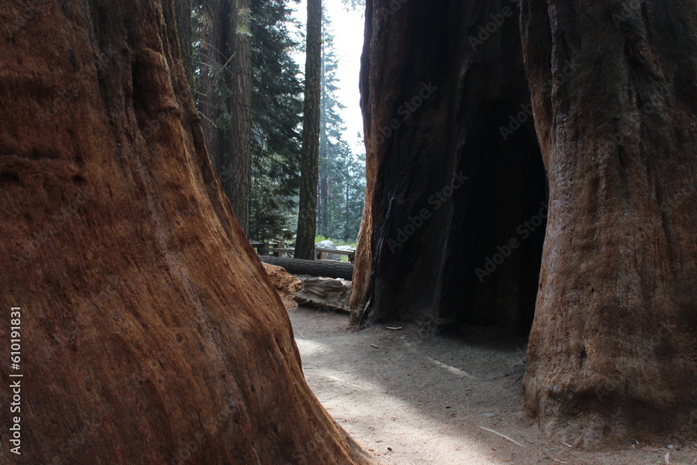 Sequoia NP