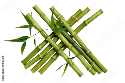 bamboo isolated on white background
