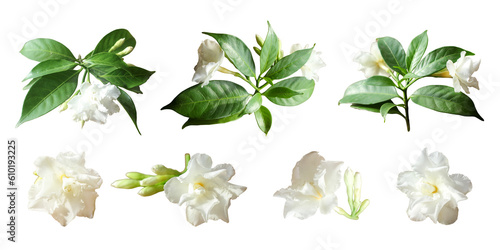 White flower and leaves isolated on white