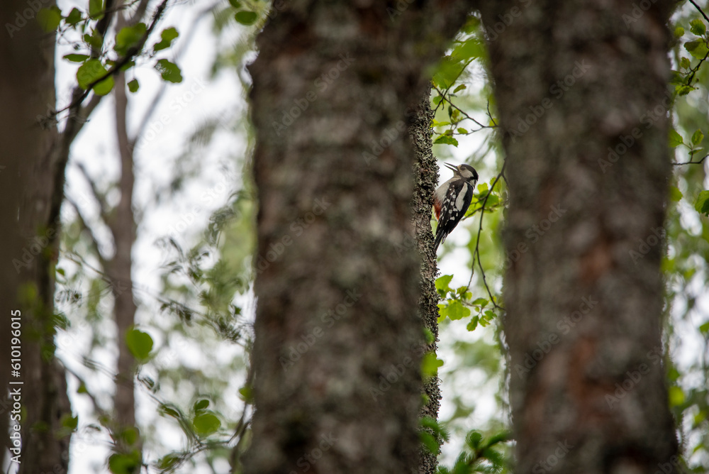 Great Spotted Woodpecker (Dendrocopos major) Great Spotted Woodpecker (Dendrocopos major)