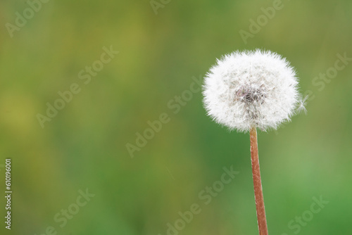 dandelion on green background